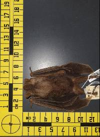 Artibeus jamaicensis image