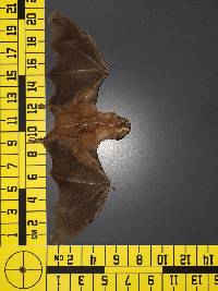 Platyrrhinus helleri image