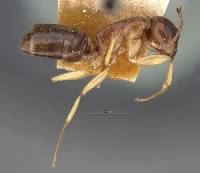 Image of Camponotus montivagus