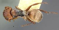 Camponotus mucronatus formaster image