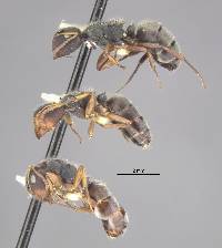 Camponotus mucronatus hirsutinasus image