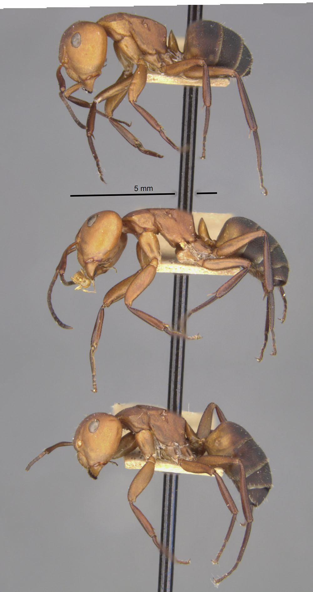 Camponotus rectangularis aulicus image
