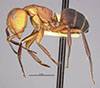 Camponotus rectangularis aulicus image