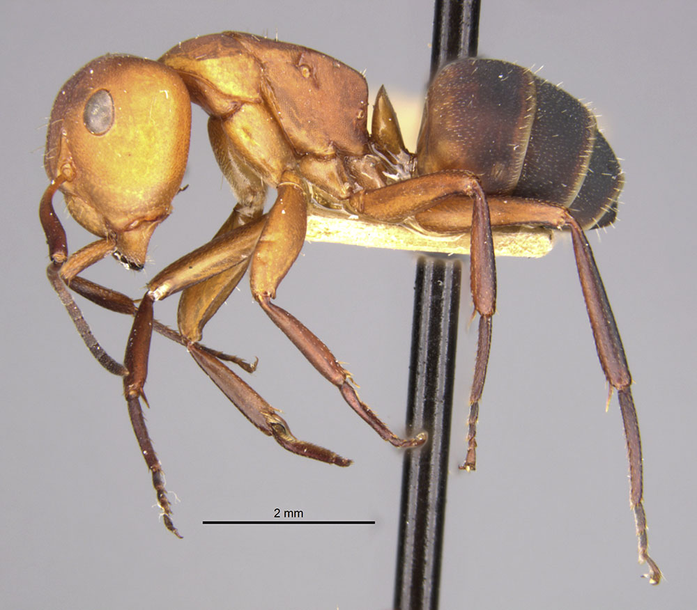 Camponotus rectangularis image