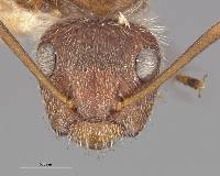 Image of Camponotus formiciformis