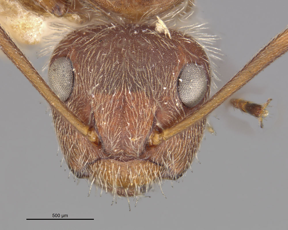 Camponotus formiciformis image