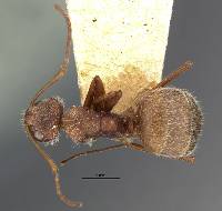 Camponotus formiciformis image