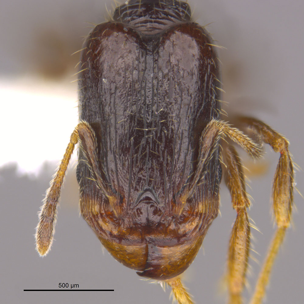 Myrmicinae image