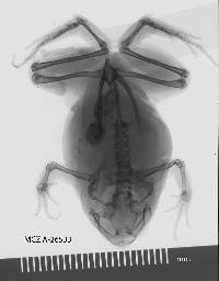 Hypopachus variolosus image