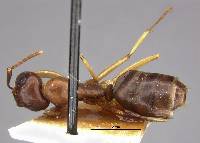Camponotus montivagus image