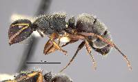 Camponotus mucronatus hirsutinasus image