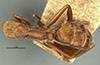 Camponotus coruscus fulgens image