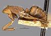 Camponotus coruscus image