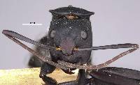 Camponotus sericeiventris rex image