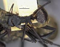 Camponotus sericeiventris rex image